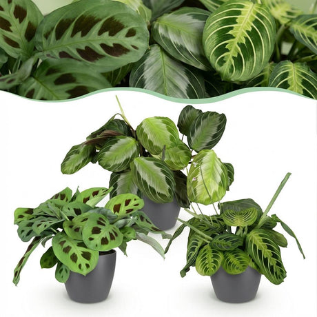 Green boutiQ - Zimmerpflanze - Maranta Silverband, Maranta Lemon Lime, Maranta Kerchoveana - Gebetspflanze - Tierfreundliche Pflanze - Grün - 3 Pflanzen - mit Übertopf Grau - Topf 12cm - Höhe 25cm