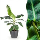 Green BoutiQ - Zimmerpflanzen - Musa acuminata Dwarf Cavendish - Bananenpflanze - Pflegeleicht - Grün - 1 Pflanze - mit Übertopf Grau - Topf 21cm - Höhe 70-75cm