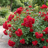 Green boutiQ - Gartenrose - Rosa Rote The Fairy - Rose - Winterhart - Rot - 3 Pflanzen - Topf 12cm - Höhe 20-25cm