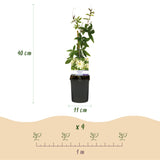 Green boutiQ - Passionsblume - Passiflora Avalanche - Blume Weiß - Pflegeleicht - 2 Pflanzen - Topf 11cm Höhe 40cm