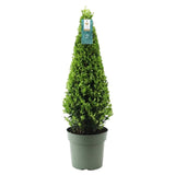1x Ilex Pyramide 55 cm hoch | Ø 21 cm