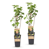 Cassissier Ben Nevis - Ribes nigrum - 2 plants - H 50 cm, pot Ø15 cm