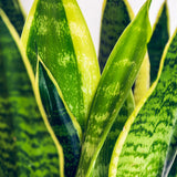 Green BoutiQ - Green is... Zimmerpflanzen - Sansevieria Laurentii - Bogenhanf - Pflegeleicht - Grün - 1 Pflanze - Topf 21cm - Höhe 70-80cm