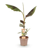 Green boutiQ - Obstpflanze - Japanische Faserbanane - Musa Ever Red - Winterhart - Topf 21cm Höhe 90cm