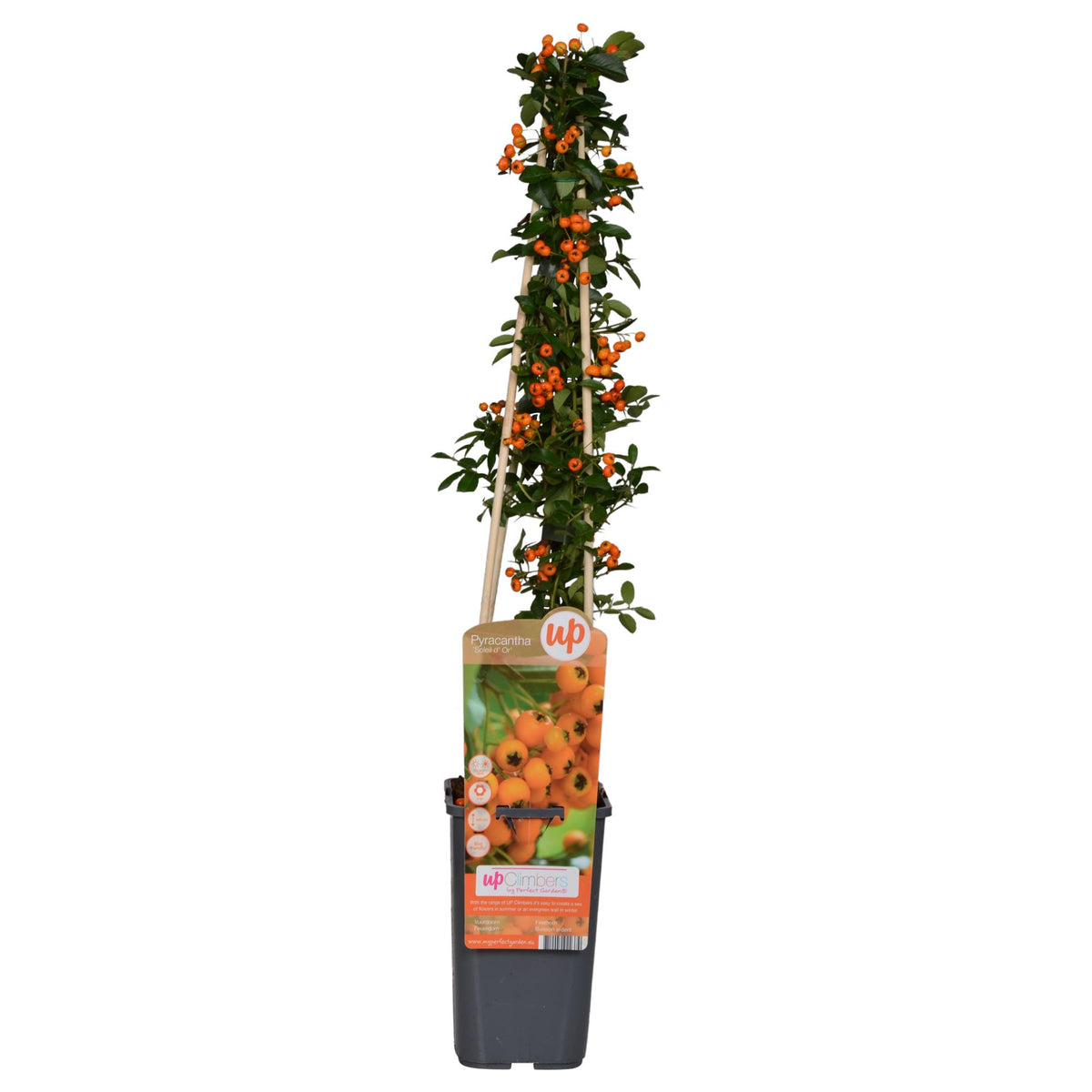 Feuerdorn 'Soleil dOr' - Ø15cm - ↕65cm