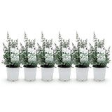 Green boutiQ - Terrassenpflanze - Eukalyptusbaum - Eucalyptus gunnii - Grau - 6 Pflanzen - Winterhart - Topf 17cm Höhe 40cm