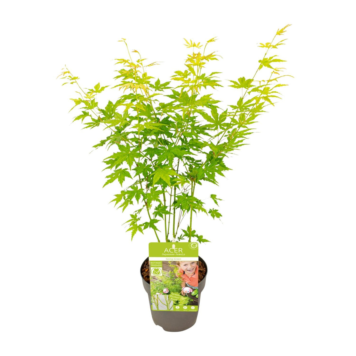 Érable du Japon Going Green - Acer palmatum - H 30 cm, pot Ø15 cm