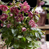 Green boutiQ - Gartenpflanze - Lenzrose - Helleborus orientalis Double Ellen Red - Rote Blüte - 1 Pflanze - Immergrün - Topf 14cm Höhe 35cm