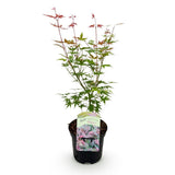Green boutiQ - Terrasplant - Japanischer Ahorn - Acer palmatum Phoenix - Rosa - 1 Pflanze - Laubabwerfend - Topf 19cm Höhe 70cm