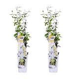 Jasmin étoilé Star of Toscana - Trachelospermum jasminoides - 2 plants - H 65 cm, pot Ø15 cm