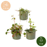 Baby Peperomia avec cache-pots Linnea olive - Hope, Pepperspot et prostrata - lot de 3