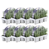 8 x 6er Set Lavendel angustifolia - 48 x Ø7 cm - ↕15 cm