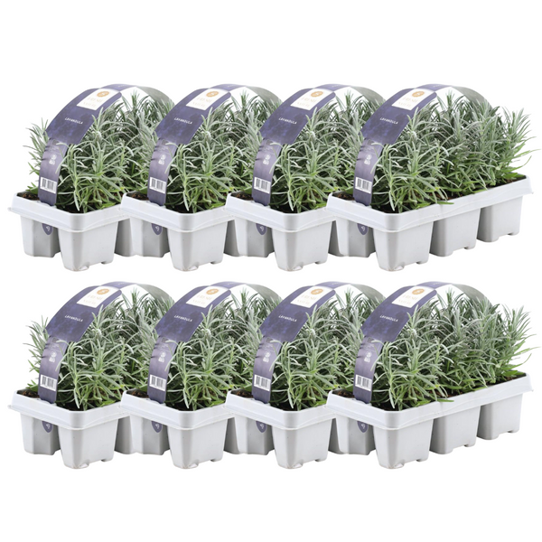 8 x 6er Set Lavendel angustifolia - 48 x Ø7 cm - ↕15 cm