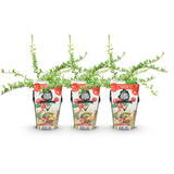 Green boutiQ - Obstpflanzen - Blaubeere - Vaccinium macrophylla Early Black - Winterhart - 3 Pflanzen - Topf 9 cm - Dunkelrote Beere