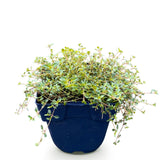 Thym rampant Minor - H 15-25 cm, pot Ø11 cm