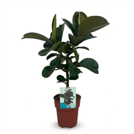 Green boutiQ - Zimmerpflanze - Gummibaum - Ficus Elastica Cloe - Grün - Pflegeleicht - 1 Pflanze - Topf 19cm - Höhe 65cm