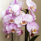 Orchidées Phalaenopsis roses Niagara Fall Xanion - lot de 2 ou 4 - pot Ø12 cm