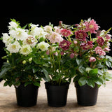 Green boutiQ - Gartenpflanze - Lenzrose - Helleborus orientalis Double Tricolour - Rosa - Rote - Weiße Blüte - 3 Pflanzen - Immergrün - Topf 14cm Höhe 35cm