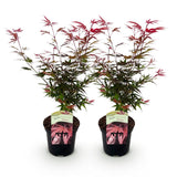 Green boutiQ - Terrassenpflanze - Japanischer Ahorn - Acer palmatum Shaina - Rot - 2 Pflanzen - Laubabwerfend - Topf 19cm Höhe 70cm