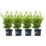 Green boutiQ - Buxus-Hecke - BetterBuxus Babylon Beauty - Resistent gegen Buchsbaumkrankheiten - 4 Pflanzen - 1 lfm - Topf 19 cm Höhe 50-55