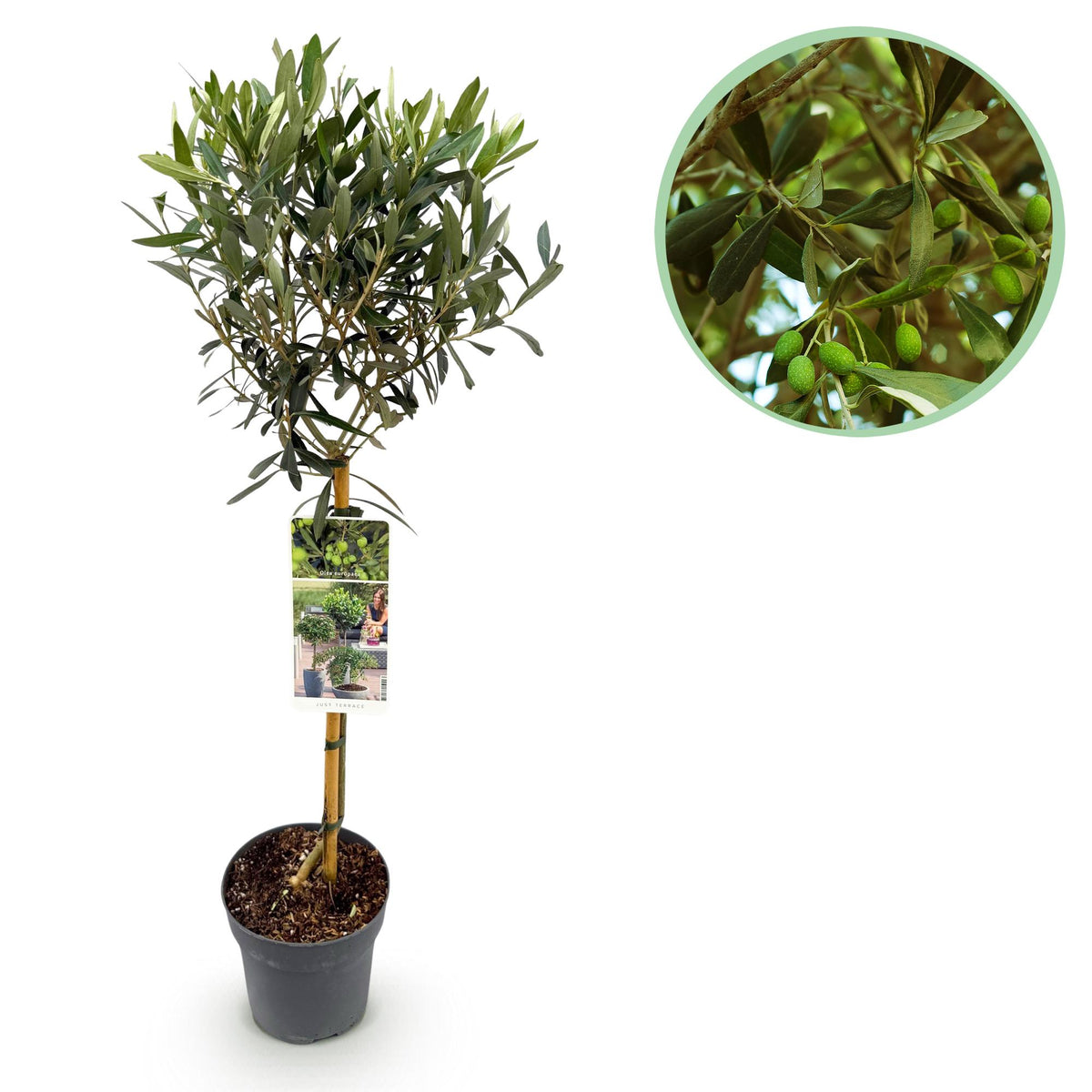 Green boutiQ - Gartenpflanze - Olea Europaea - Hochstamm - Terrassenpflanze - Immergrün - Pflegeleicht - Topf 19cm Höhe 90cm