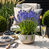 Green boutiQ - Blumenzwiebeln - Hasenglöckchen (Hyacinthoides non Scripta) - Farbe Blau - 20 Stück - Zwiebelgröße 7/8 - XXL Pack