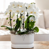 Orchidée Phalaenopsis blanche Niagara Fall White - H 32 cm, pot Ø9 cm