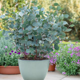 Green boutiQ - Terrassenpflanze - Eukalyptusbaum - Eucalyptus gunnii - Grau - 6 Pflanzen - Winterhart - Topf 17cm Höhe 40cm