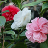 Green boutiQ - Sträucher - Camelia japonica Tricolour - Blüte Rosa, Weiß und Rot - 3 Pflanzen - 1 m2 - Immergrün - Topf 15cm Höhe 30cm