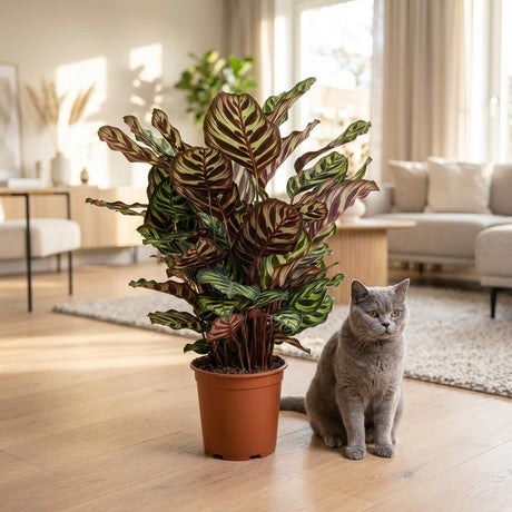 Green boutiQ – Zimmerpflanze – Pfauenpflanze – Calathea Makoyana – Grün – Pflegeleicht – 1 Pflanze – mit Korb – Topf 19cm – Höhe 70cm