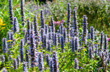 Agastache Black Adder en godet - Agastache hybride - H 10-25 cm, pot Ø9 cm - photo 5