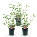 Green boutiQ - Gartenpflanze - Buddleja davidii Pink Delight - Schmetterlingsstrauch - Winterhart - Rosa - 3 Pflanzen - Topf 17cm - Höhe 45cm