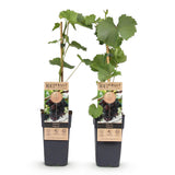 Green boutiQ - Obstpflanze - Violette Traube - Vitis vinifera Vanessa - Kernlos - 2 Pflanzen - Topf 15cm Höhe 50cm