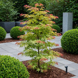 Green boutiQ - Terrasplant - Japanischer Ahorn - Acer palmatum Phoenix - Rosa - 1 Pflanze - Laubabwerfend - Topf 19cm Höhe 70cm