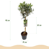Green boutiQ - Gartenpflanze - Olea Europaea - Hochstamm - Terrassenpflanze - Immergrün - Pflegeleicht - Topf 19cm Höhe 90cm
