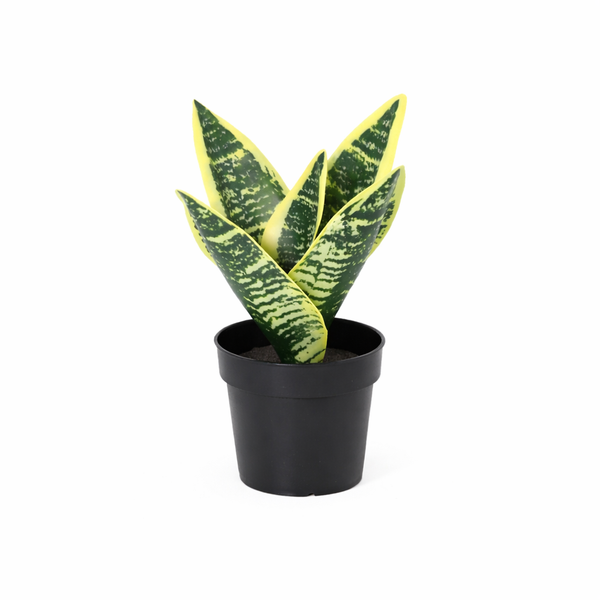 Künstlicher Bogenhanf Laurentii – 21cm
