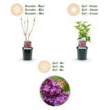 Green boutiQ - Gartenpflanze - Syringa vulgaris Ludwig Spath - Gemeiner Flieder - Winterhart - Violett - 1 Pflanze - Topf 17cm - Höhe 45cm