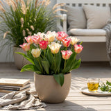 Green boutiQ - Blumenzwiebeln - Tulpen Hemisphere Mix - Verschiedene Farben - 12 Stück - Zwiebelgröße 11/12 - XXL Pack
