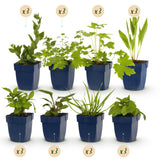 Green boutiQ - Staudenbeet-Set - Bienen- und schmetterlingsfreundlich - 24 Stauden - 3 m² - Verschiedene Farben - Pflegeleicht - Topf 11 cm