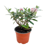 Green boutiQ – Gartenpflanze – Buddleja davidii Butterfly Candy Little Pink – Schmetterlingsstrauch – Kompakt – Rosa – 1 Pflanze – Topf 12cm – Höhe 20-25cm