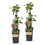 Mûrier sans épines Black Satin - H 50 cm, pot Ø15 cm
