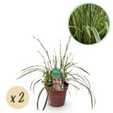 Green boutiQ - Ziergräser - Carex morrowii Ice Dance - Weiß & Grün - 2 Pflanzen - Immergrün - Pflegeleicht - Topf 17cm Höhe 50cm