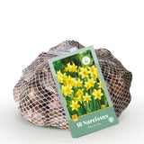 Green boutiQ - Blumenzwiebeln - Narzisse Tete-A-Tete - Farbe Gelb - 50 Stück - Zwiebelgröße 10/12