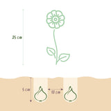 Green boutiQ - Blumenzwiebeln - Anemone de Caen mix - Verschiedene Farben - 30 Stück - Zwiebelgröße 5/6 - XXL Pack