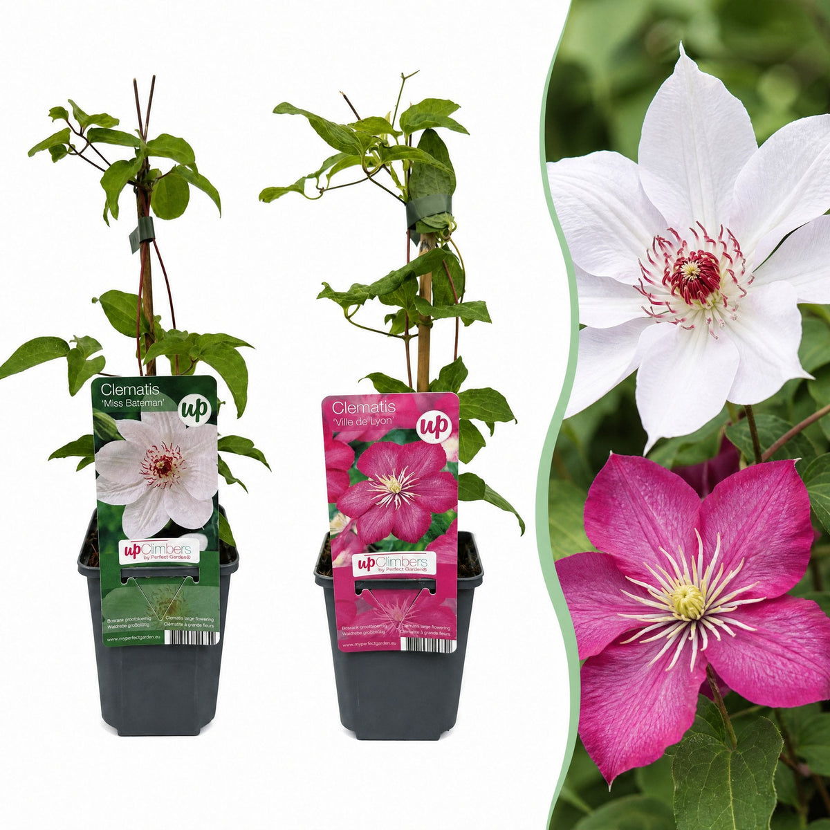 Clématites en duo rose et blanc - 2 plants