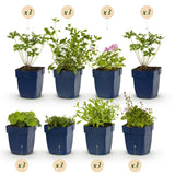 Green boutiQ - Beetpaket - Bodendecker - 24 Stauden - 3 m2 - Diverse Farben - Wenig Pflege - Topf 11cm