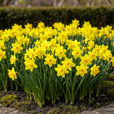 Green boutiQ - Blumenzwiebeln - Narzisse Tete-A-Tete - Farbe Gelb - 25 Stück - Zwiebelgröße 10/11 - XXL Pack