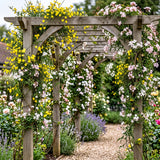 Jasmins grimpants en mélange - Jasminum - H 35 cm, pot Ø9 cm - photo 4