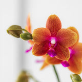 Kolibri Orchids | orange duftende Phalaenopsis Orchidee - Fragrance - Topfgröße Ø9cm | blühende Zimmerpflanze - frisch vom Züchter