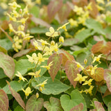 Fleur des elfes Frohnleiten - Epimedium x perralchicum - H 15-25 cm, pot Ø11 cm